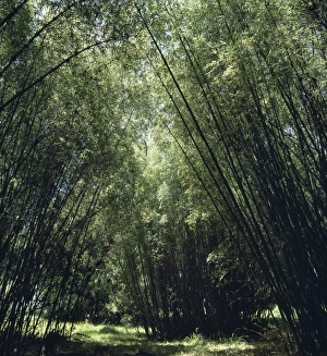 Arch Way Gallery: Kenya, Aberdare National Park, Aberdare Mountains