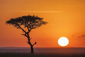Acacia Tree Gallery: Kenya, An acacia tree at sunset in the Masai Mara game reserve hills
