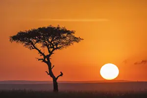 Kenya, An acacia tree at sunset in the Masai Mara game reserve hills