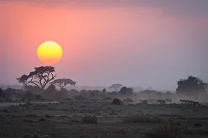 Cats Prints: Kenya, Africa, Sunset at Amboseli National Park