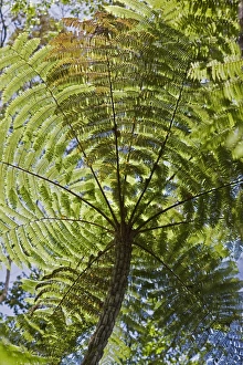 Images Dated 12th October 2008: Kenya, Central Province, Gatamaiyu Forest