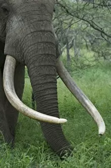 Images Dated 26th March 2010: Kenya, Chyulu Hills, Ol Donyo Wuas. A bull elephant with massive tusks browses in the bush
