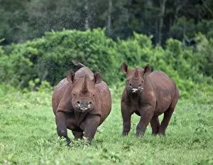 Aberdare National Park Gallery: Kenya, A female black rhino with her well grown calf at her side prepares to charge in
