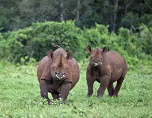 Central Province Prints: Kenya, A female black rhino with her well grown calf at her side prepares to charge in the Aberdare National
