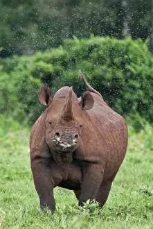 Kenya, A female black rhino surrounded by a swarm of flies in the Aberdare National Park