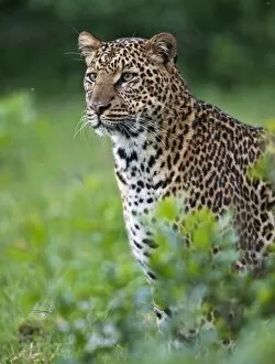 Kenyan Collection: Kenya, A fine female leopard the Aberdare National Park
