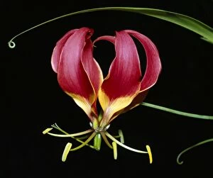 Images Dated 13th January 2011: Kenya, Gloriosa superba, a spectacular flower earning the popular name of the Flame Lily
