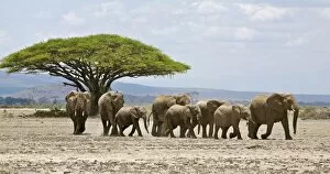 Acacia Tree Gallery: Kenya, Kajiado District, Amboseli National Park