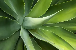 Lewa Downs Prints: Kenya, Laikipia, Lewa Downs. Green succulent plant in the garden at Wilderness Trails safari lodge