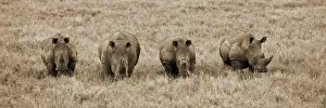 Rhinos Prints: Kenya, Laikipia, Lewa Downs. A group of white rhinoceros feed together