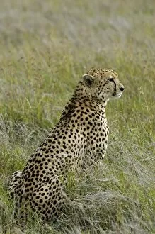 Laikipia Collection: Kenya, Laikipia, Lewa Downs. Male cheetah