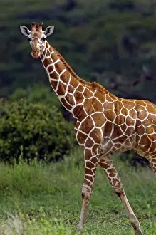 Herbivore Prints: Kenya, Laikipia, Lewa Downs. Reticulated giraffe recognisable from its pronounced polygonal markings
