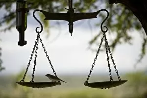 Laikipia Collection: Kenya, Laikipia, Ol Malo. A small bird feeds on a bird table created from an old set of scales at Ol
