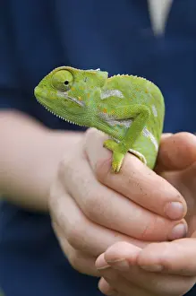 Kenya, Laikipia, Ol Malo. A visitor holds up a chameleon during a game walk at Ol Malo