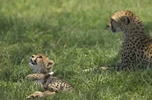Acacia Gallery: Kenya, Masai Mara. A cheetah cub remains watchful even when lying in the shade