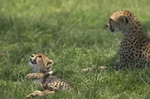Acacia Prints: Kenya, Masai Mara. A cheetah cub remains watchful even when lying in the shade