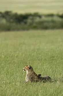 Acinonyx Jubatus Gallery: Kenya, Masai Mara. A cheetah looks out over the plains