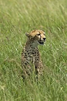 Images Dated 8th April 2010: Kenya, Masai Mara. A cheetah watches over her plains