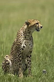 Images Dated 8th April 2010: Kenya, Masai Mara. A cheetah watches over her plains