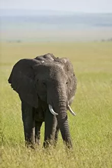 Maasai Mara Collection: Kenya, Masai Mara. Elephant out on the plains