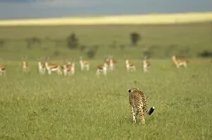 Maasai Mara Collection: Kenya, Masai Mara. A female cheetah stalks a herd of Thomsons gazelle on the savannah