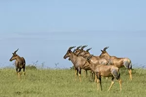 Images Dated 8th April 2010: Kenya, Masai Mara. A herd of topi