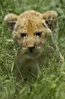 Maasai Mara Collection: Kenya, Masai Mara. A lion cub in the grass of the savannah