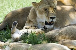 Images Dated 10th April 2010: Kenya, Masai Mara. A lion cub paws its mothers face as she rests in the shade of a tree at midday