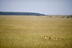 Images Dated 11th April 2010: Kenya, Masai Mara. Two lionesses stalk through the long grass out on the plains