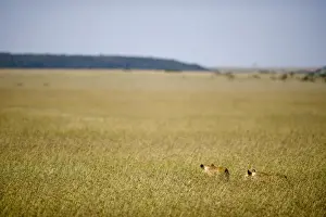 Kenya, Masai Mara. Two lionesses stalk through the long grass out on the plains