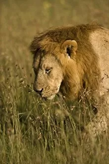 Images Dated 11th April 2010: Kenya, Masai Mara. A male lion stalks through the grass out on the plains