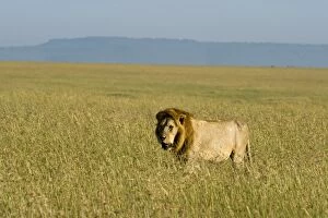 Images Dated 11th April 2010: Kenya, Masai Mara. A male lion stalks through the grass out on the plains