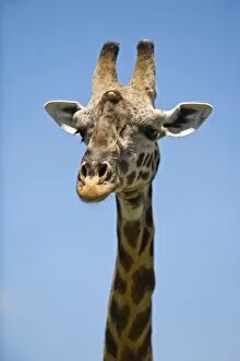 Maasai Mara Collection: Kenya, Masai Mara. Masai giraffe