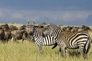 Maasai Prints: Kenya, Masai Mara National Reserve