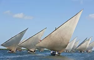 Kenyan Collection: Kenya. Mashua sailing boats participating in a race off Lamu Island