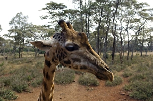 Profile Prints: Kenya, Nairobi, Langata Giraffe Centre