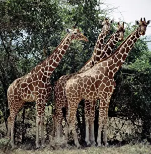 Animal Behaviour Prints: Kenya, Narok District, Masai Mara National Reserve