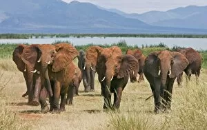 Wildlife Park Gallery: Kenya, Tsavo West National Park