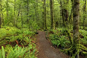 Forests Prints: The Kepler Track long distance trail through temperate rainforest in Fiordland National Park