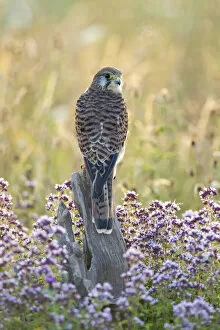 Images Dated 14th January 2021: Kestrel (Falco tinnculus) (C), Hawk Conservancy Trust, Hampshire, England, UK