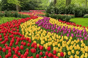Tulip Prints: Keukenhof Botanical Garden, Lisse, North Holland, Netherlands