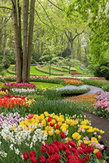 Tulip Prints: Keukenhof Botanical Garden, Lisse, North Holland, Netherlands
