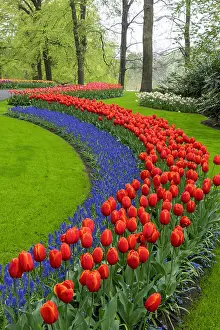 Tulip Prints: Keukenhof Botanical Garden, Lisse, North Holland, Netherlands