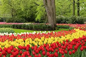 Tulip Prints: Keukenhof Botanical Garden, Lisse, North Holland, Netherlands