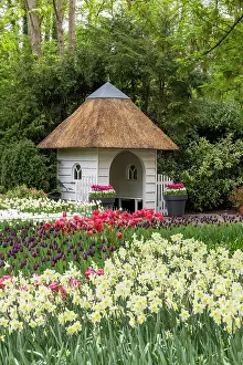 Daffodils Prints: Keukenhof Botanical Garden, Lisse, North Holland, Netherlands