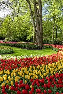 Tulip Prints: Keukenhof Botanical Garden, Lisse, North Holland, Netherlands