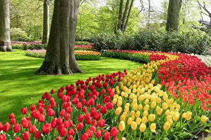 Tulip Prints: Keukenhof Botanical Garden, Lisse, North Holland, Netherlands