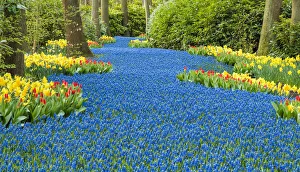 Images Dated 30th July 2018: Keukenhof Gardens, Lisse, Holland, Netherlands