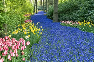 Color Prints: Keukenhof Gardens in Spring, Lisse, Holland, Netherlands