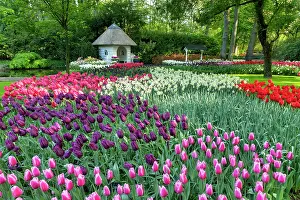 Summer House Prints: Keukenhof Gardens in Spring, Lisse, Holland, Netherlands